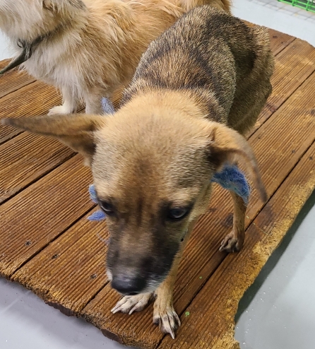 종료(자연사) 믹스…